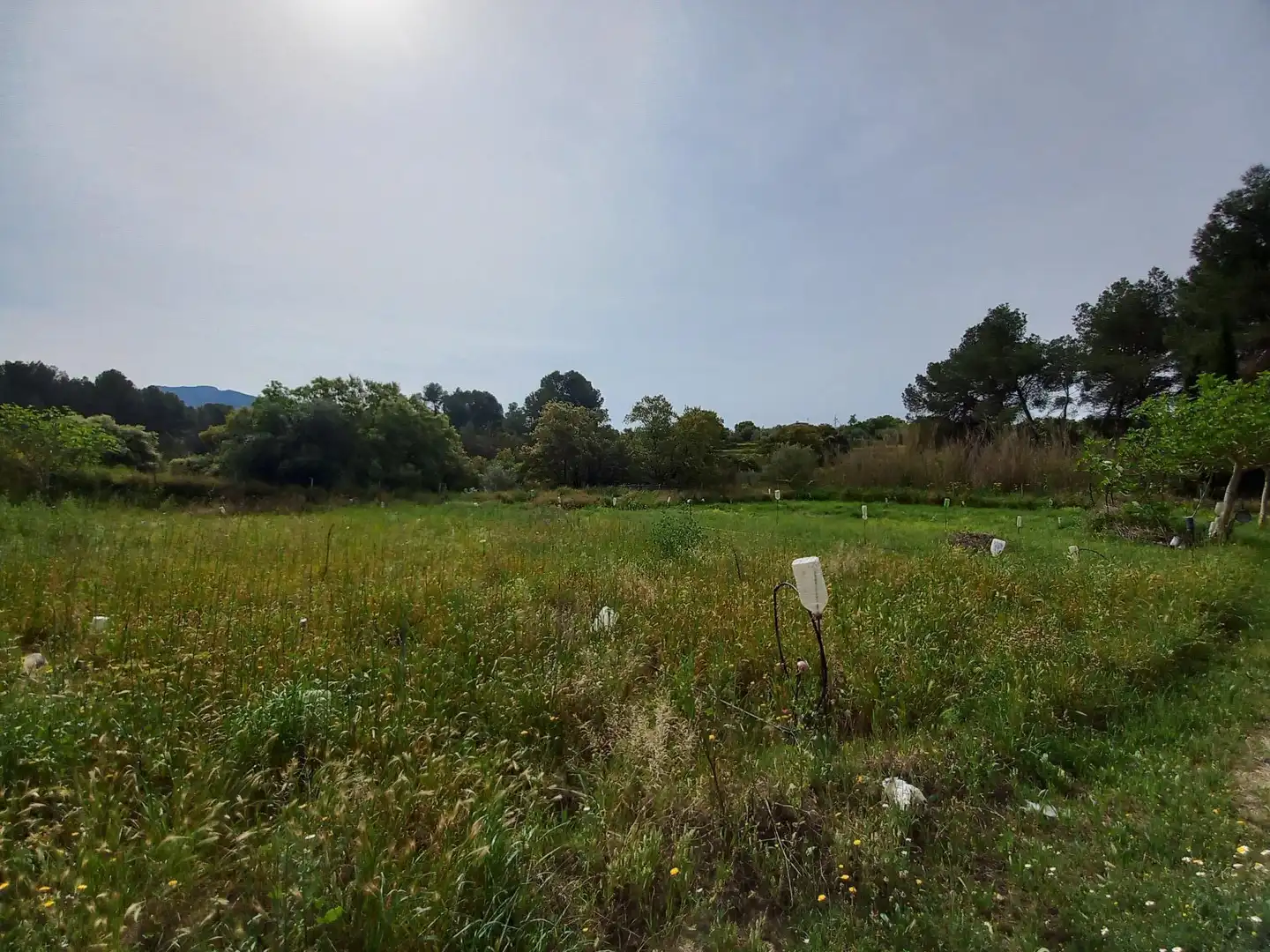 Rural land for sale in Ginestar, imagen 14