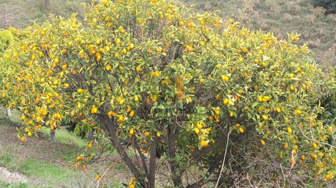 Foto 2 de Finca rústica en venta en N/a, Cútar, Málaga