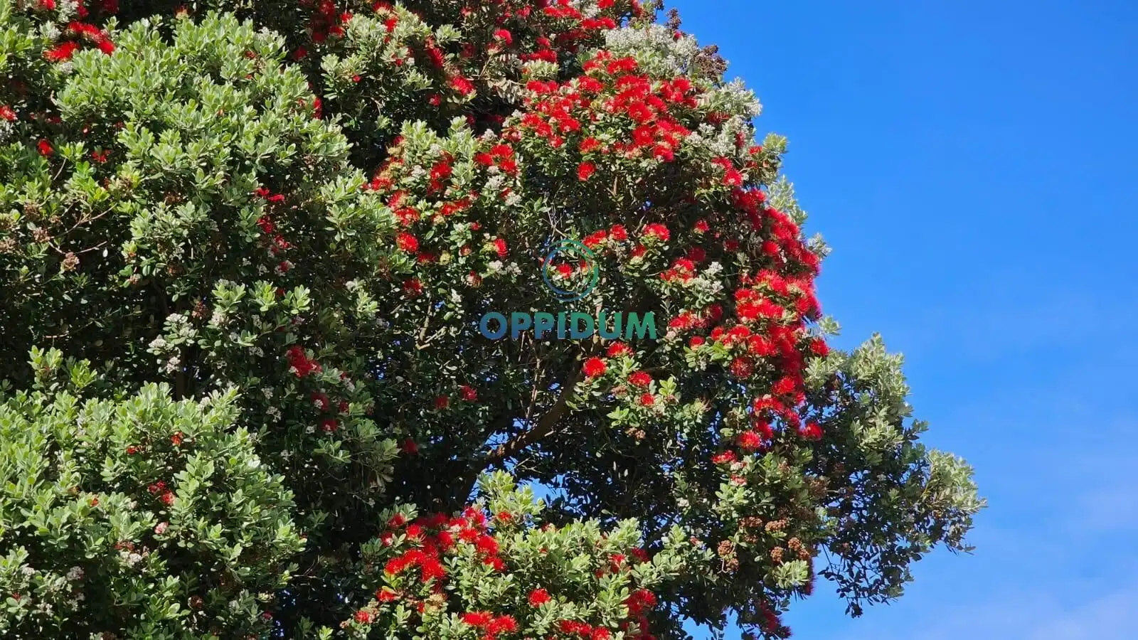 Terreni e lotti in vendita a Polígono 192 Parcela 414 AGRA DA LEIRA CARBALLO, imagen 24