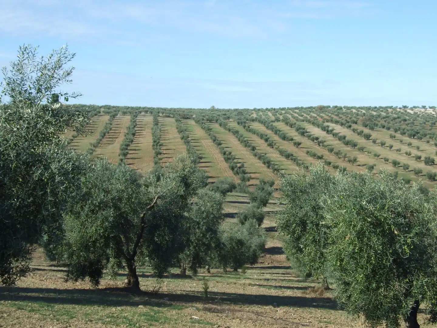 Jardín de Terreno en venta en Calzadilla de los Barros