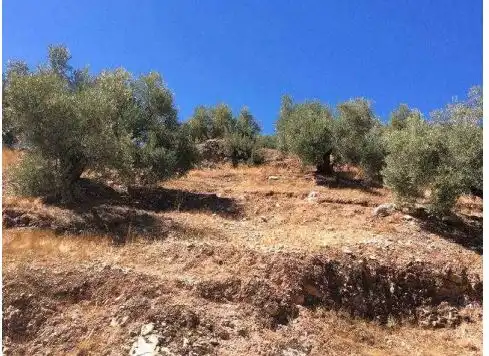 Terreni e lotti in vendita a Beas de Segura, imagen 4