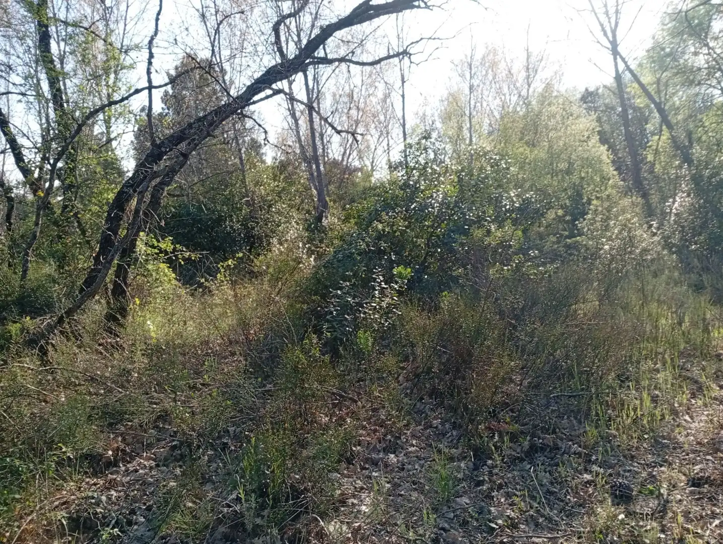 Terreni e lotti in vendita a Villanueva de la Vera, imagen 74