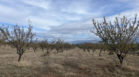 Finca de almendros en Padul - Granada, imagen 3
