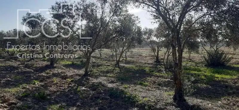 Terreni e lotti in vendita a Almonte ciudad, imagen 12