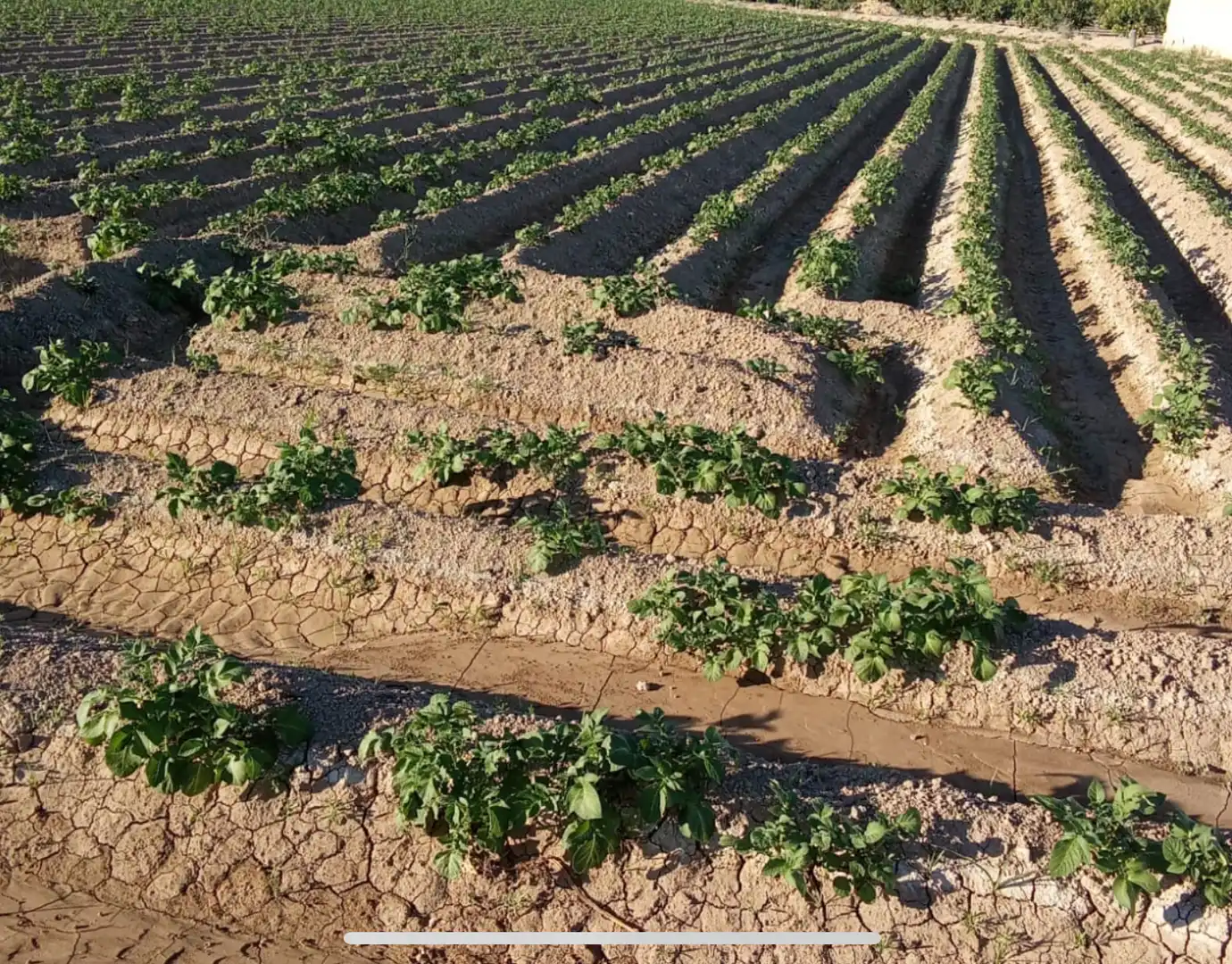 Jardí de Finca rústica en venda en Orihuela amb Terrassa