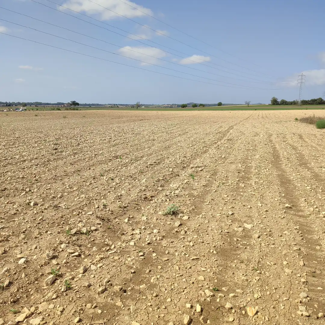 Rural land for sale in Vilafranca de Bonany, imagen 8