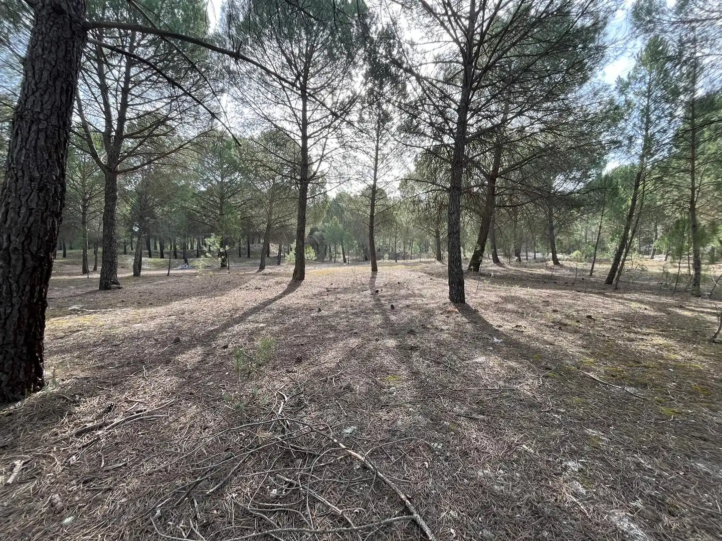 Terreno en venta en Tudela de Duero