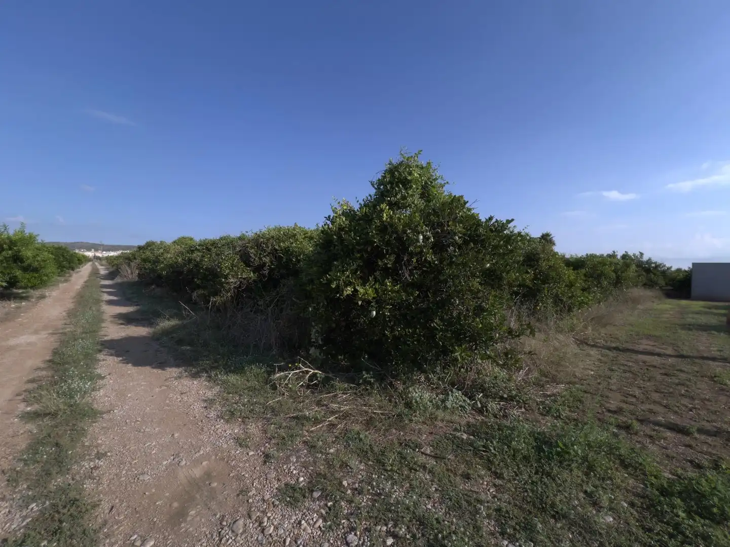 Rural land for sale in Alcanar, imagen 4