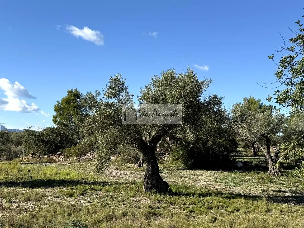 Terrenos y solares en venta en Arrivesando, imagen 4