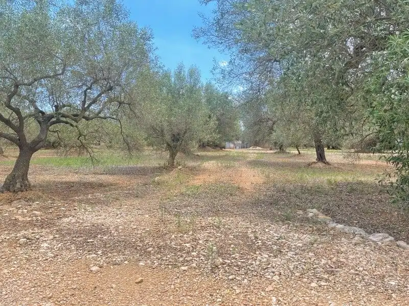 Terreno rustico in vendita a Plaça del Regne d'Espanya 8, imagen 9
