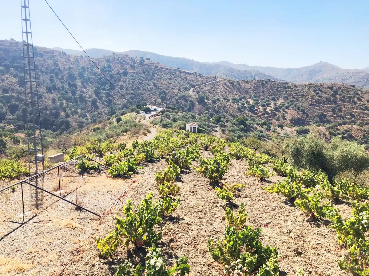 Terrenos y solares en venta en Sedella, imagen 8