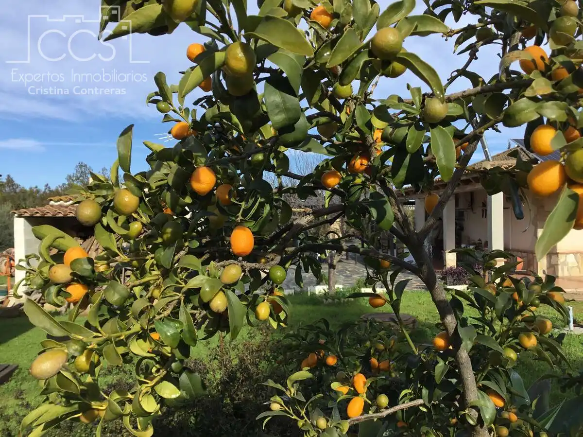 Jardí de Casa o xalet en venda en Sevilla amb Aire condicionat, Traster i Piscina