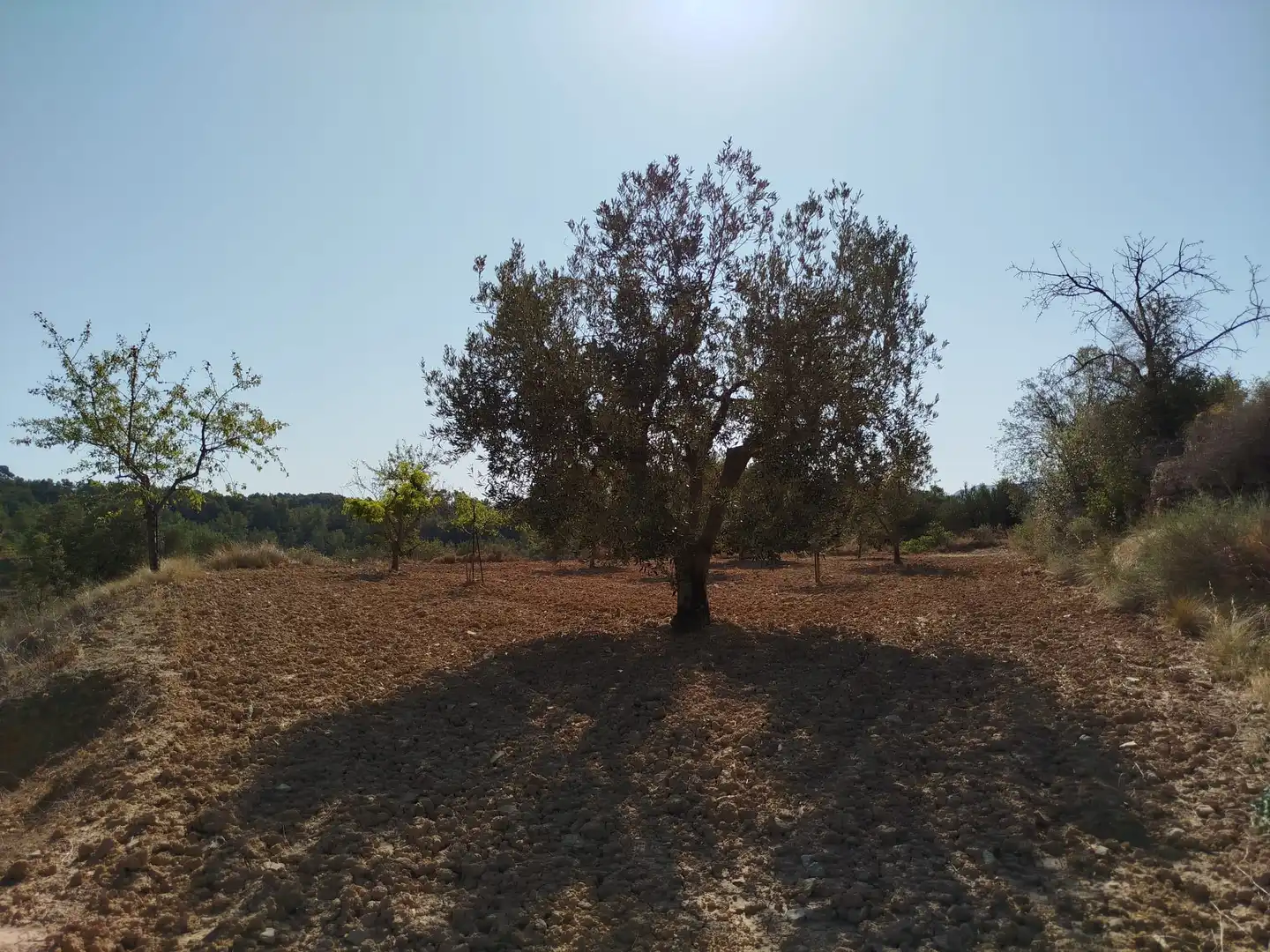 Rural land for sale in Horta de Sant Joan, imagen 7