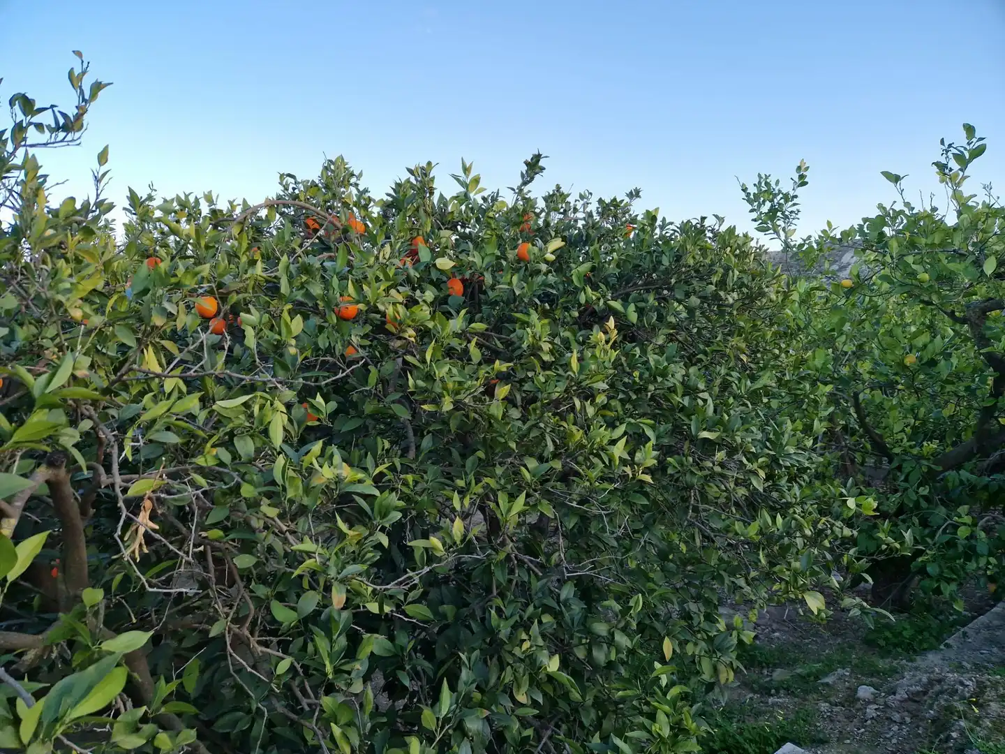 Land for sale in Villanueva del Río Segura