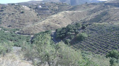 Casa rústica en la Viñuela. Aguacates y Mangos, imagen 3