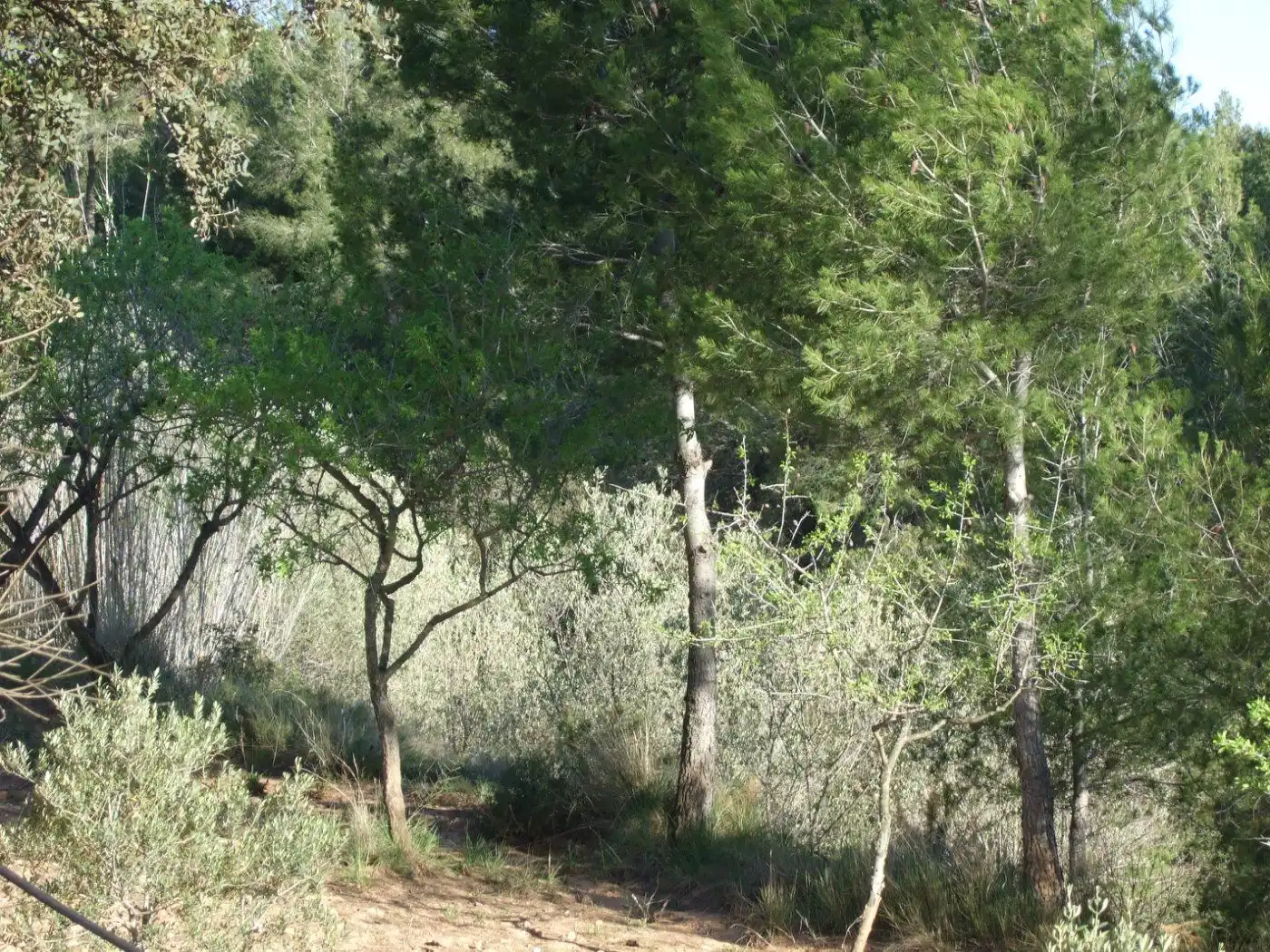 Residential land for sale in Castellbisbal, imagen 6