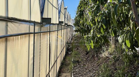 4.600 M2 DE INVERNADERO, imatge 3