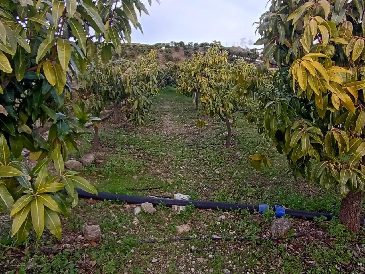 Terreni e lotti in vendita a Calle paraje, imagen 16