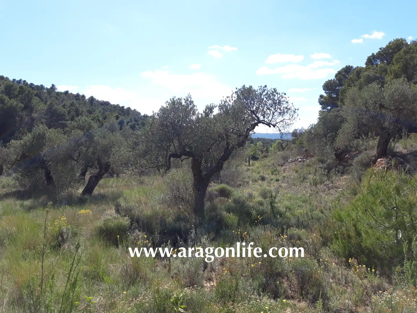 Rural land for sale in Gandesa, imagen 11
