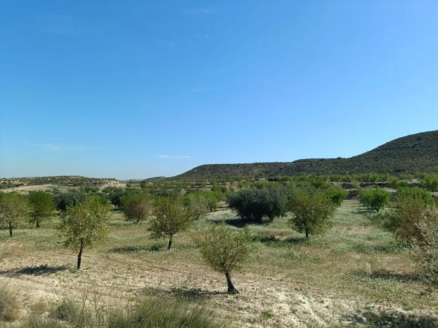 Terrenos y solares en venta en Pedanías Oeste, imagen 5