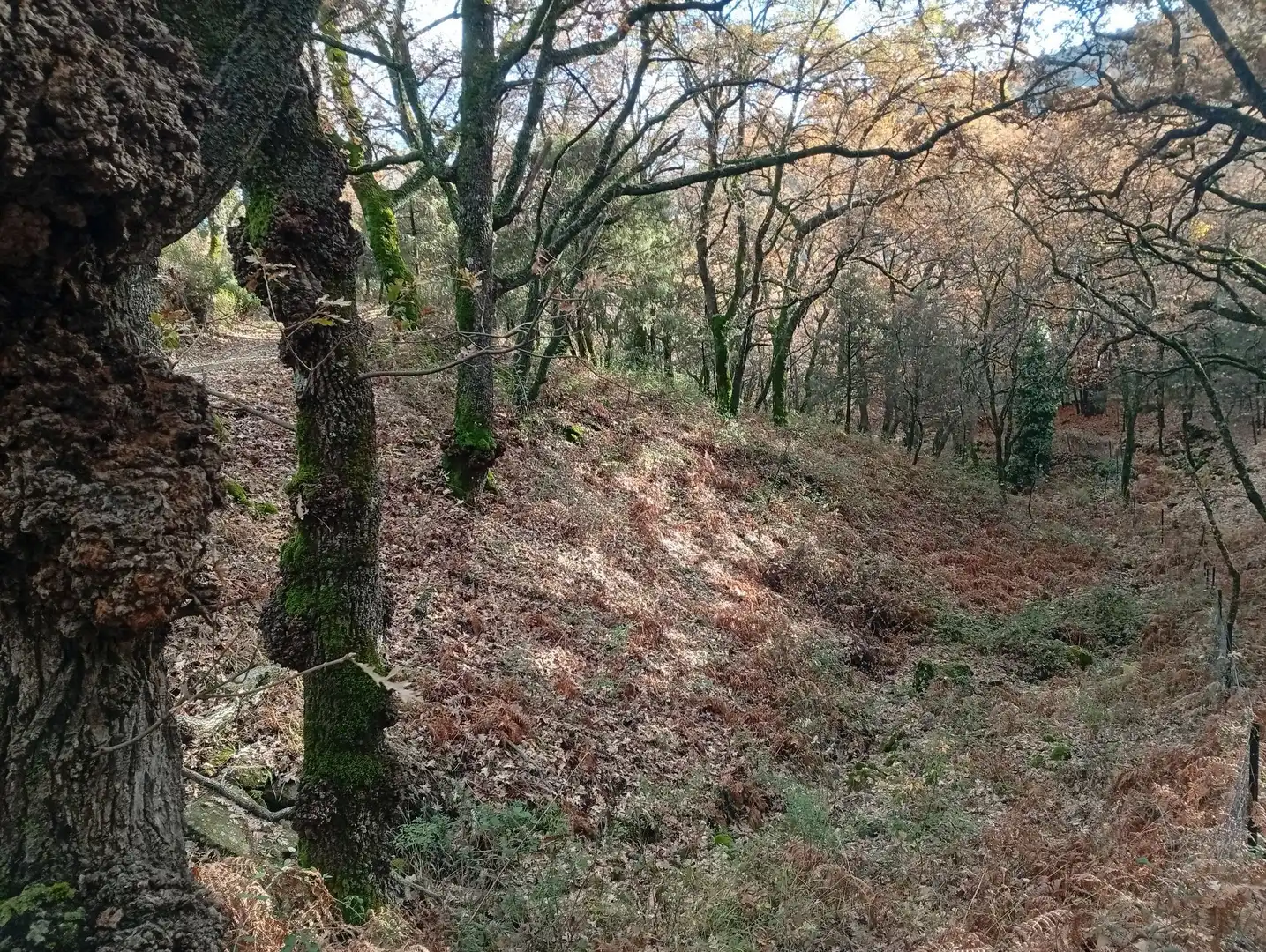 Terreni e lotti in vendita a Villanueva de la Vera, imagen 24