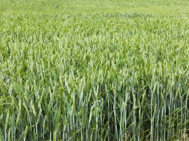 Terreno rustico in vendita a Puigverd de Lleida