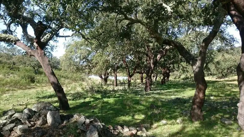 Land for sale in Salorino
