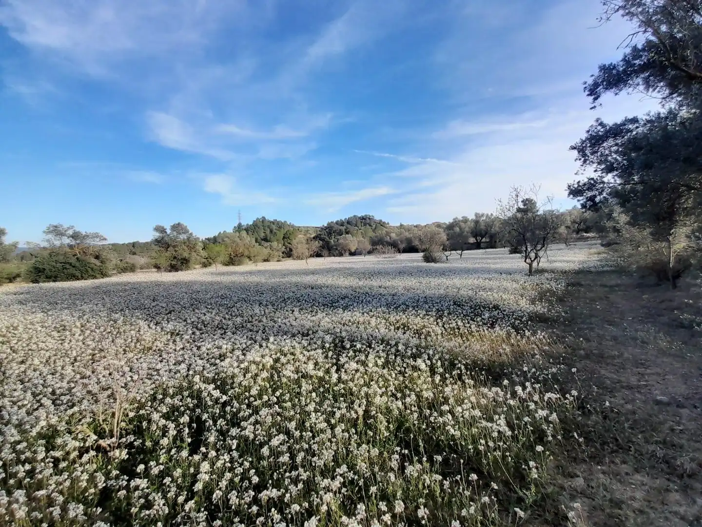 Rural land for sale in Ascó, imagen 7