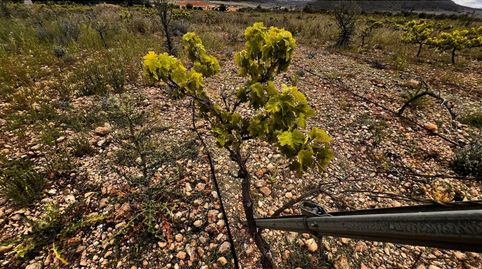 Finca Rustica en Caudete, immagine 3