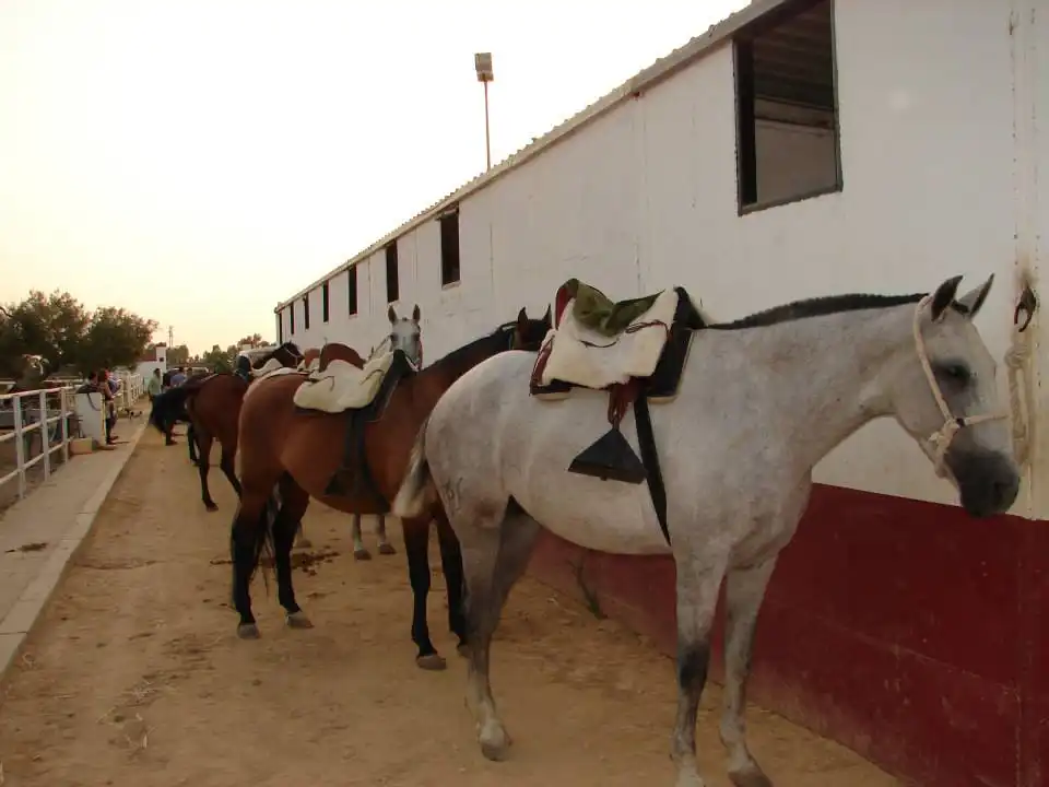 Terreni e lotti in vendita a Sanlúcar la Mayor, imagen 31