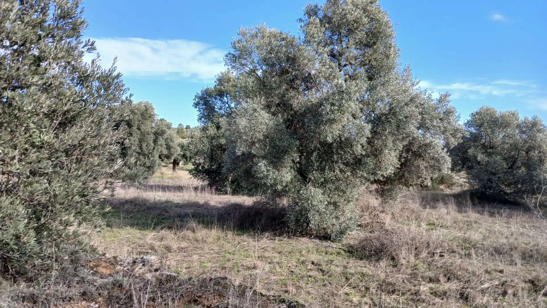 Terreni e lotti in vendita a Calaceite, imagen 6