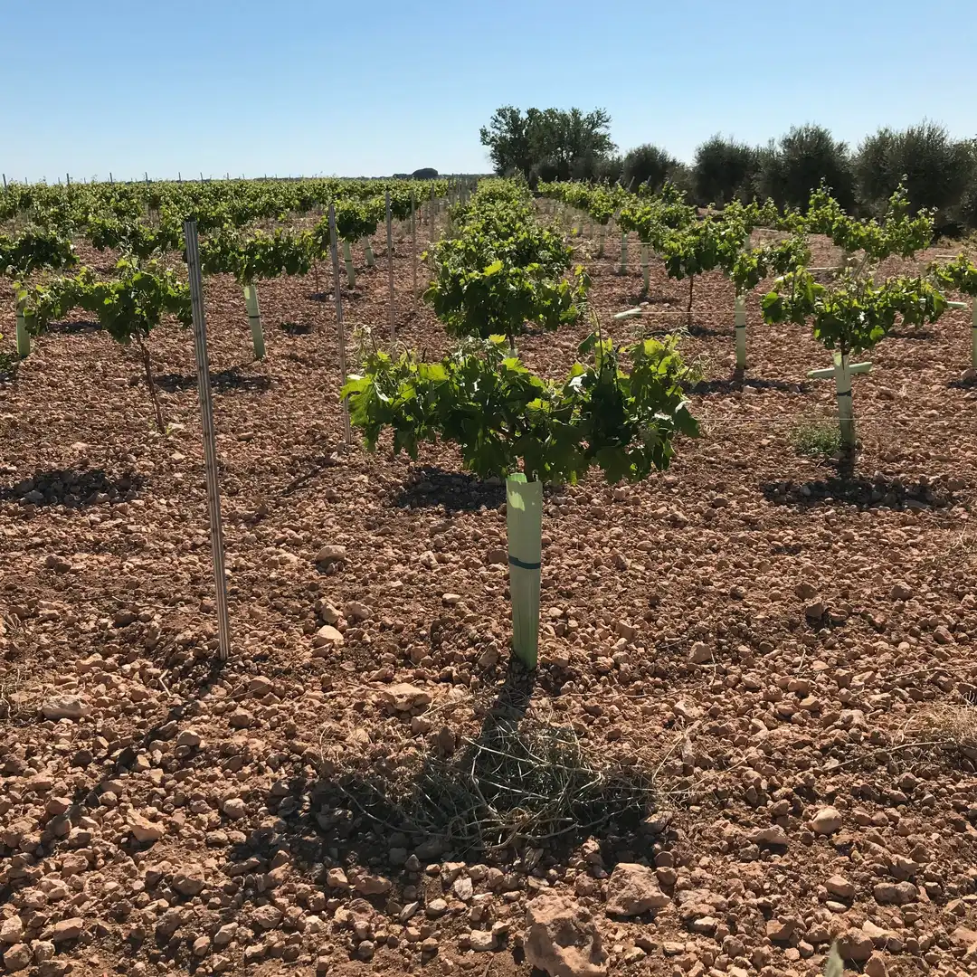 Terrenys i solars en venda a Mota del Cuervo, imagen 10