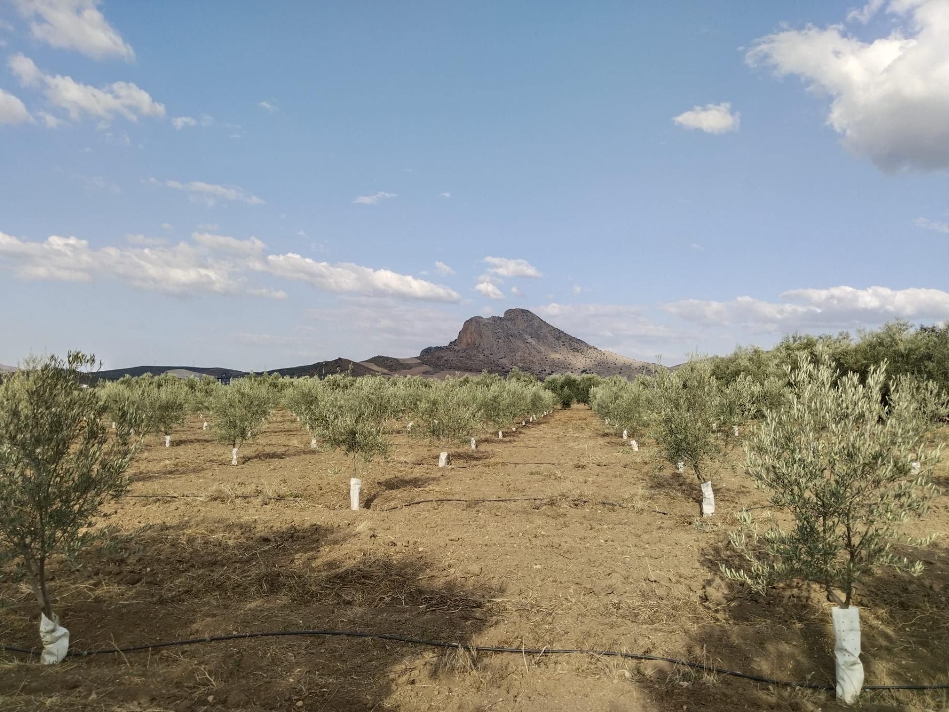 Finca rústica en venda en Antequera amb Traster i Piscina