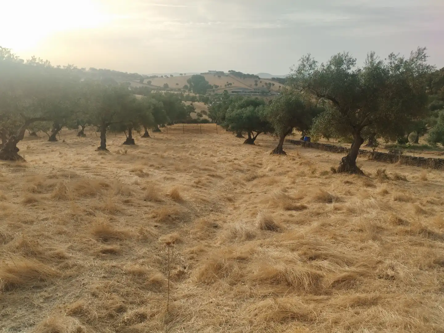 Terreni e lotti in vendita a Jerez de los Caballeros, imagen 11