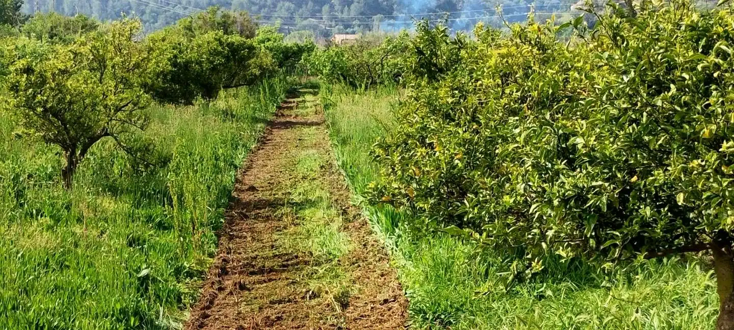 Lands and plots for sale in Roquetes, imagen 14