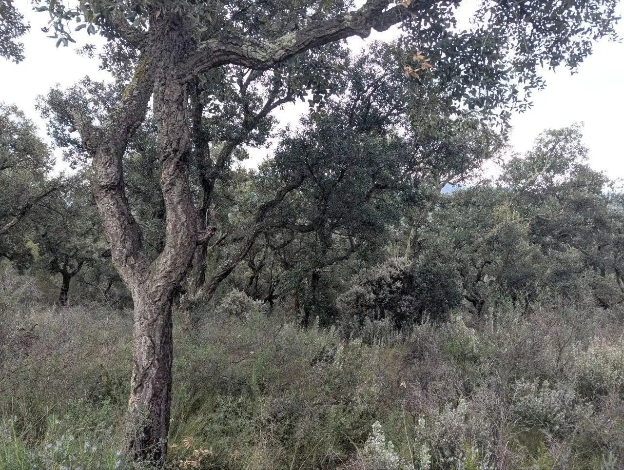 Residencial en venta en Pedret i Marzà