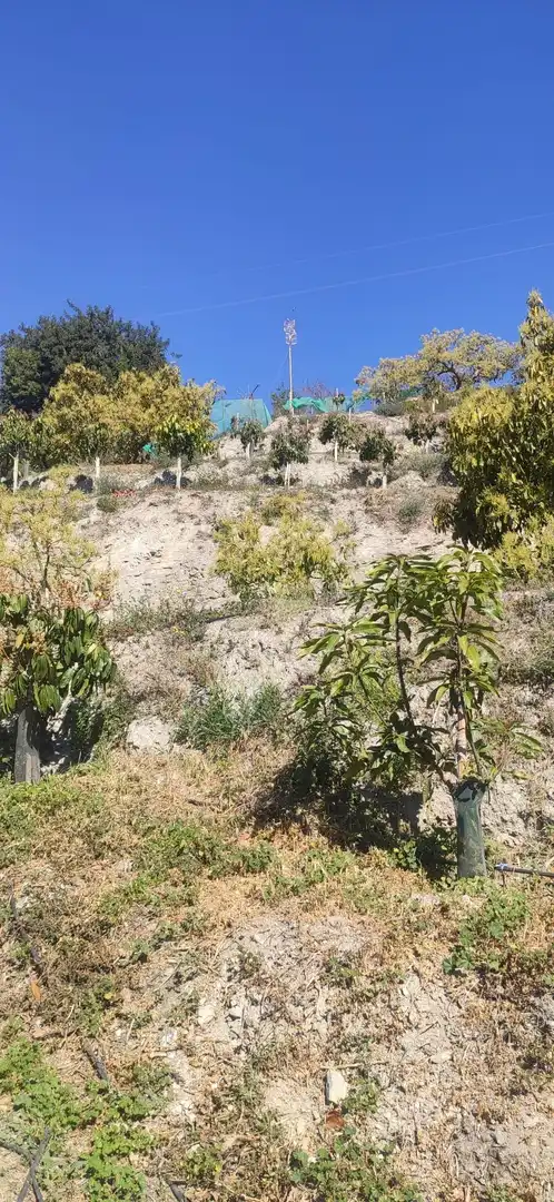 Terreno rústico en venta en Motril  ciudad, imagen 5