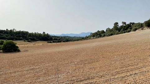 Terreno en Mallorca para casa de campo, Sineu, immagine 3