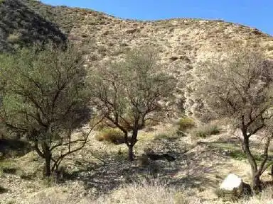 Terreno rustico in vendita a Calle Camino Ancho