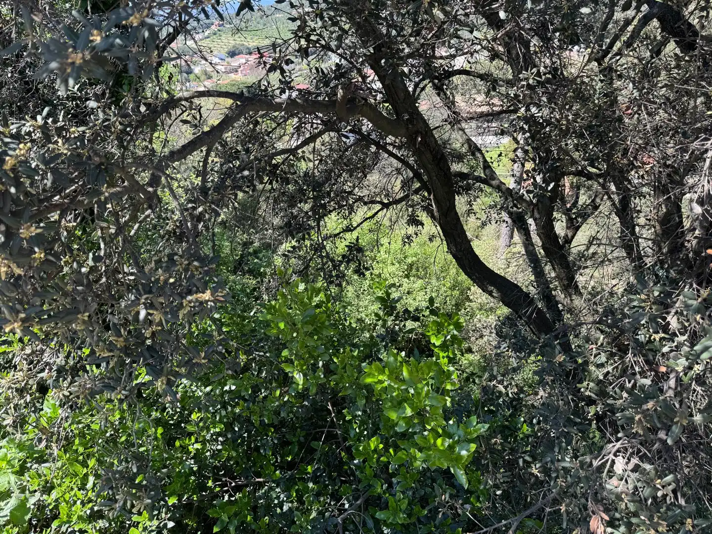 Terreno rustico in vendita a Piera, imagen 4
