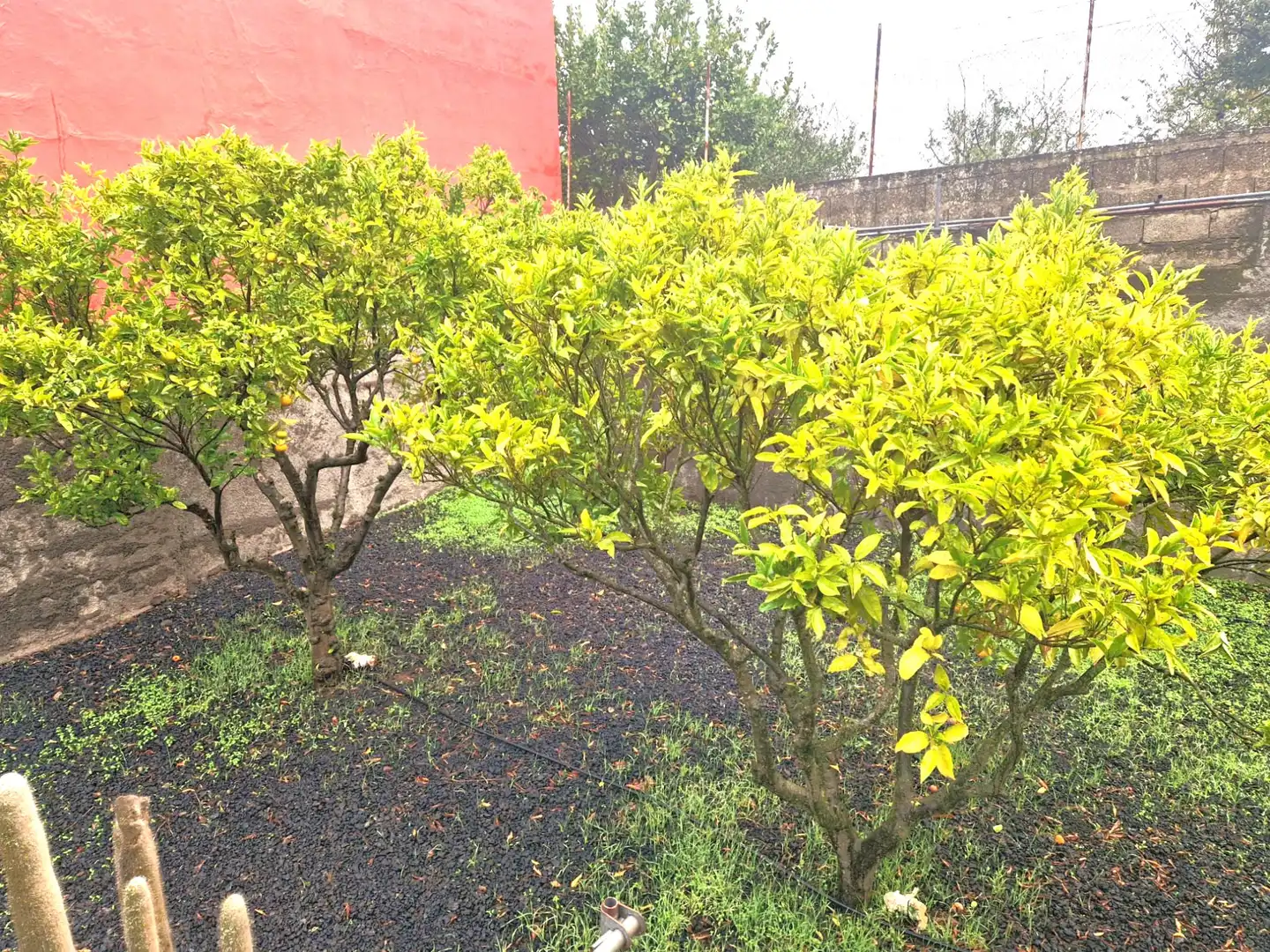Jardín de Casa o chalet en venta en Vega de San Mateo con Jardín privado, Terraza y Internet