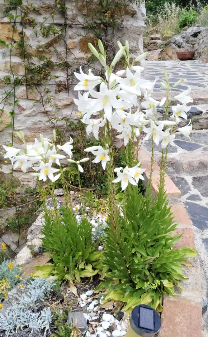 Jardín de Casa o chalet en venta en Porrera con Calefacción, Jardín privado y Terraza