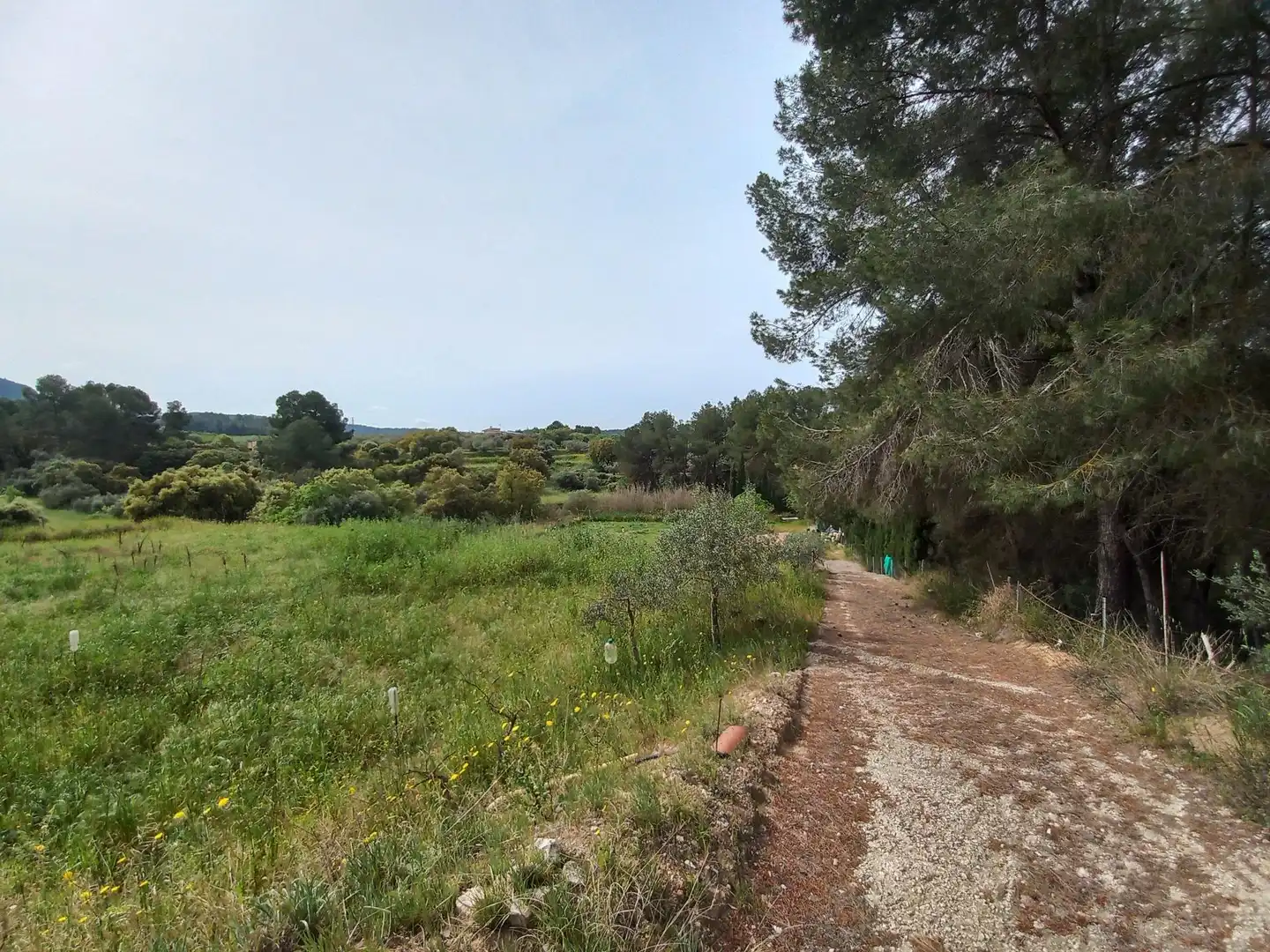 Rural land for sale in Ginestar, imagen 21