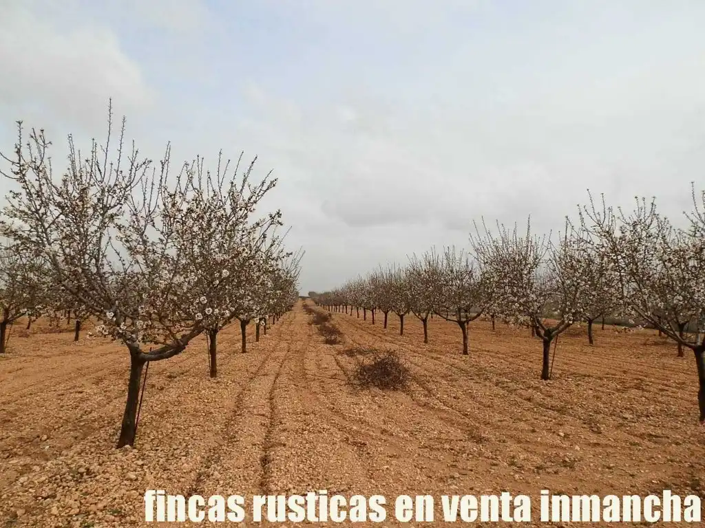 Terreno rustico in vendita a Alcázar de San Juan, imagen 6