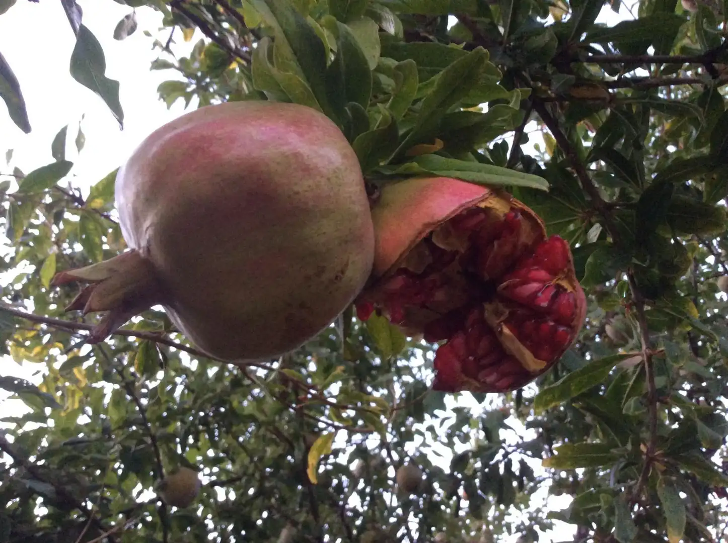 Jardí de Terreny en venda en Chipiona Norte
