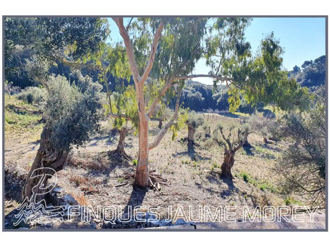 Finca rústica en venta en Mancor de la Vall con Jardín privado y Terraza
