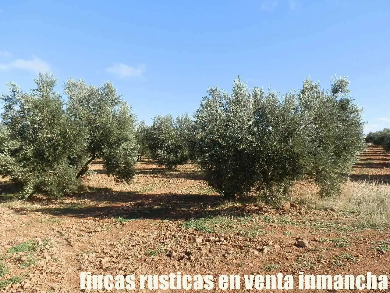Terreno rústico en venta en Tomelloso, imagen 15