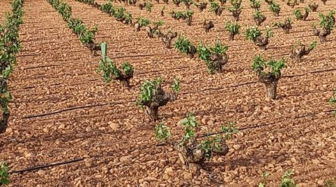 Finca De Viña Baja Y Almendros Todo Regadio, immagine 2