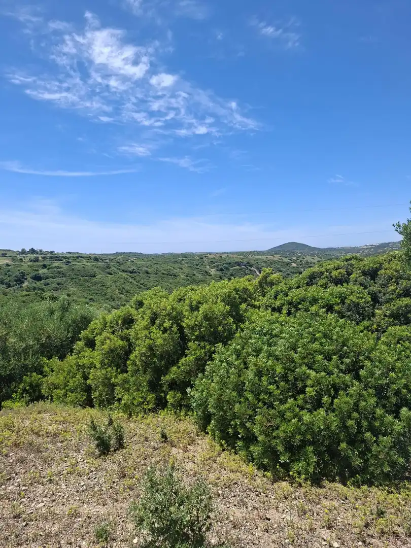 Finca rústica en venta en Medina Sidonia