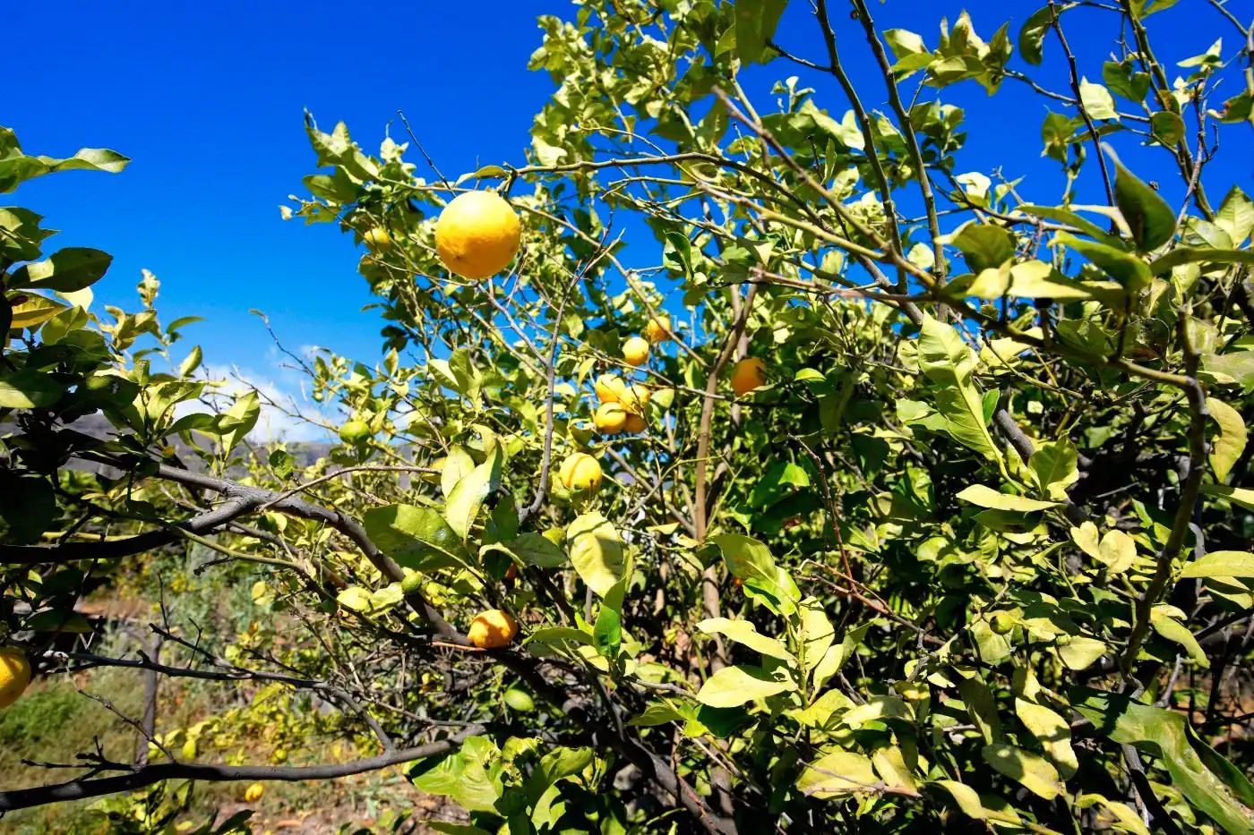 Garten von Grundstücke zum Verkauf in Güímar